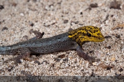 Лигодактилюс желтоголовый (Lygodactylus luteopicturatus)