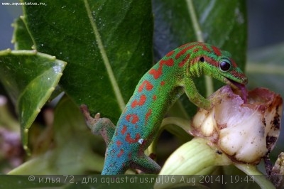 Фото Фельзума цепедиана Phelsuma cepediana  (photo#57906)