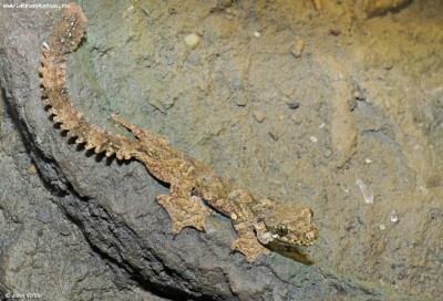 Фото Геккон лопастехвостый Кюля Ptychozoon kuhli Kuhl s flying gecko  (photo#57914)