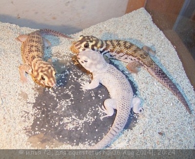 Фото Геккон сцинковый обыкновенный Teratoscincus scincus  (photo#57930)