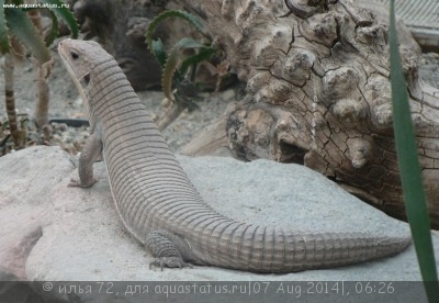 Фото Геррозавр большой Gerrhosaurus major  (photo#57957)