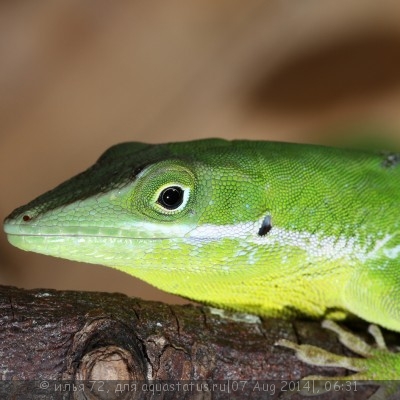Фото Анолис белогубый Anolis coelestinus Haiti White Lipped Anole  (photo#57960)