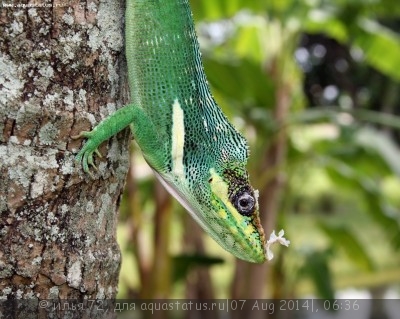 Фото Анолис-рыцарь Anolis equestris Cuban Anole  (photo#57962)