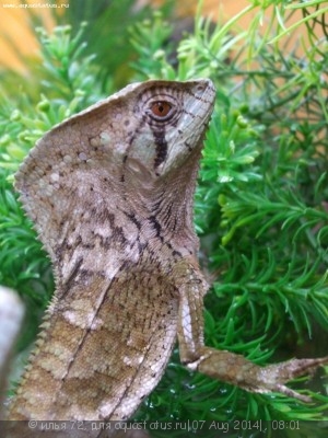 Игуана шлемоголовая гребенчатая (Corytophanes cristata Forest Chameleon)
