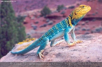 Игуана ошейниковая пустынная (Crotaphytus collaris Desert Collar Lizard)