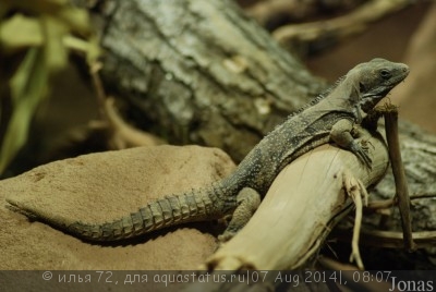 Игуана шипохвостая пятикилевая (Ctenosaura quinquecarinata)