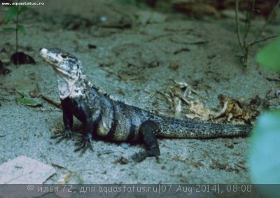 Игуана шипохвостая черная (Ctenosaura similis Spinytail Iguana)