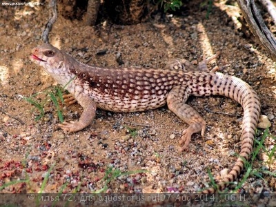 Игуана пустынная (дипсозавр) (Dipsosaurus dorsalis Desert Iguana)