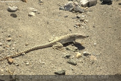Леопардовая ящерица (гамбелия) (Gambelia wislizenii Leopard Lizard)