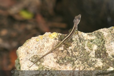Фото Анолис бурый Norops sagrei Brown Anole  (photo#57978)
