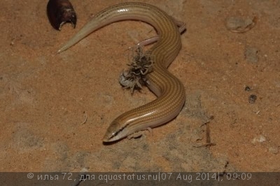 Сцинк клиноголовый (Sphenops sepsoides)