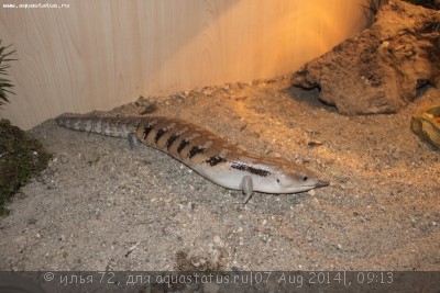 Сцинк синеязыкий гигантский (Tiliqua gigas)
