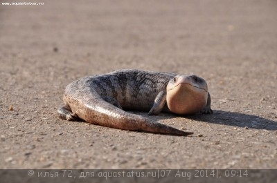 Сцинк синеязыкий (Tiliqua scincoides)