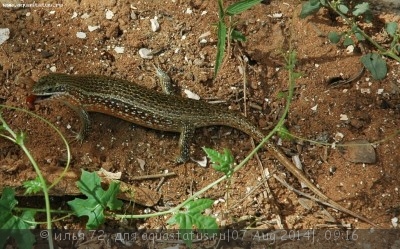 Мабуя краснобокая (Trachylepis perrotetii)