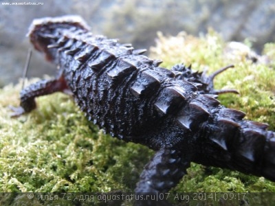 Триболонотус стройный (Tribolonotus gracilis)