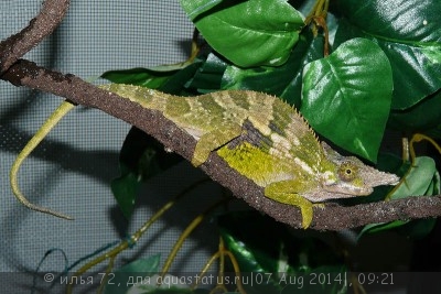 Хамелеон Фишера (Bradypodion fischeri Fischer’s chameleon)