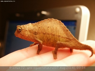 Фото Хамелеон африканский карликовый короткохвостый Rhampholeon brevicaudatus Short  (photo#58006)
