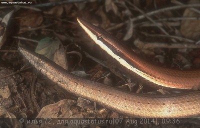 Лиалис Бертона (Lialis burtoni legless lizard)