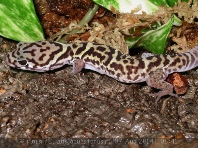 Колеоникс митратус (Coleonyx mitratus)