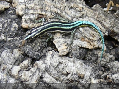 Фото Ящерица летающая голаспис синехвостая Holaspis guentheri Blue-tailed Gliding  (photo#58021)