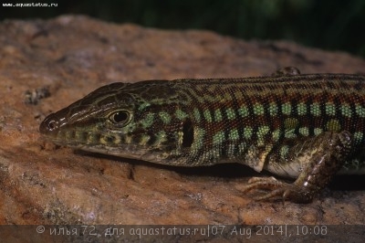 Латастия длиннохвостая (Latastia longicaudata Red Sand Ameiva)