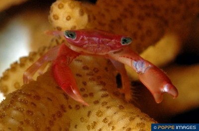 Краб коралловый (Trapezia sp.)