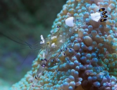 Креветка анемоновая стеклянная (Periclimenes brevicarpalis)