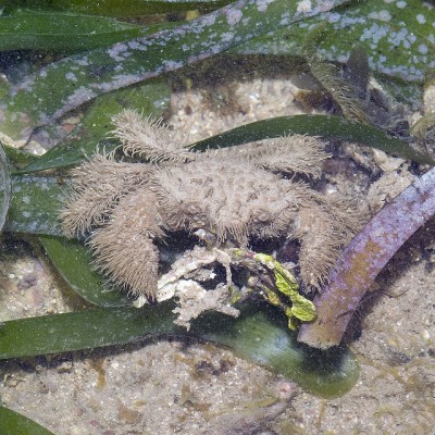 Краб волосатый (Pilumnus sp.)