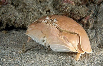 Краб стыдливый (Calappa sp.)