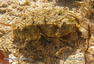 Краб стыдливый (Calappa sp.)