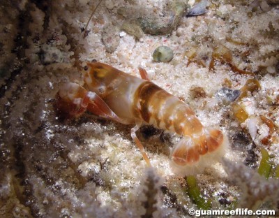 Рак-щелкун альфеус (Alpheus sp.)