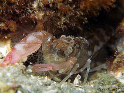 Рак-щелкун альфеус (Alpheus sp.)