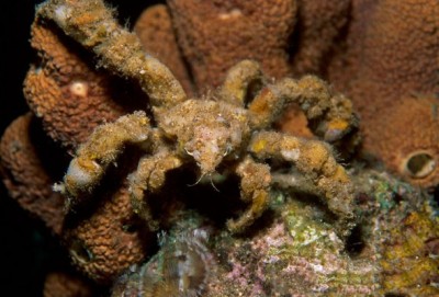 Краб декоратор (Camposcia retusa)