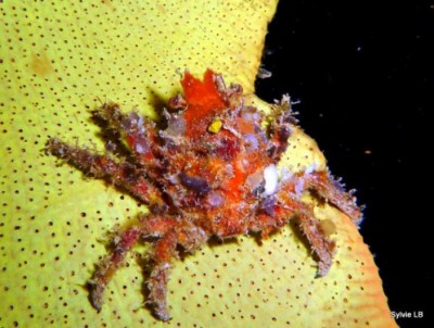 Краб декоратор (Camposcia retusa)