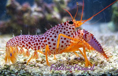 Омар рифовый Дебелиуса (Enoplometopus debelius)