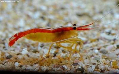 Креветка-доктор тихоокеанская (Lysmata amboinensis)