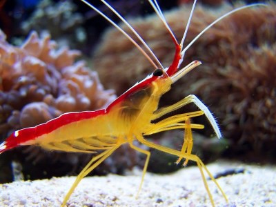 Креветка-доктор тихоокеанская (Lysmata amboinensis)