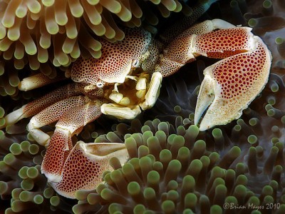 Краб анемоновый пятнистый (Neopetrolisthes maculatus)