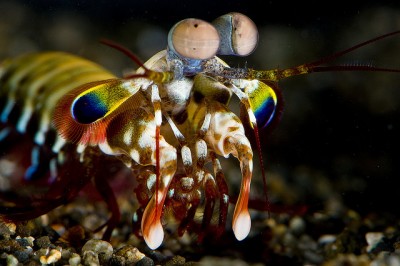 Рак-богомол роскошный (Арлекин) (Odontodactylus scyllarus)