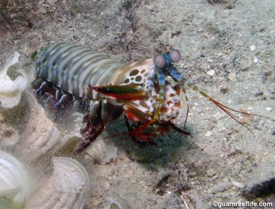 Рак-богомол роскошный (Арлекин) (Odontodactylus scyllarus)