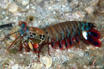Рак-богомол роскошный (Арлекин) (Odontodactylus scyllarus)
