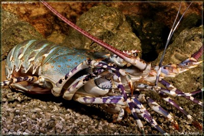 Лангуст украшенный (Panulirus ornatus)