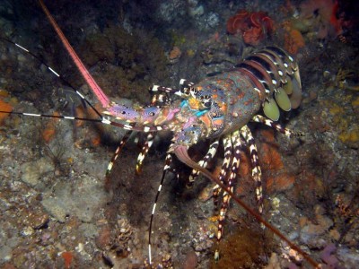 Лангуст украшенный (Panulirus ornatus)