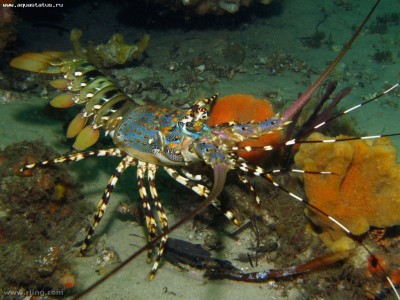 Лангуст украшенный (Panulirus ornatus)