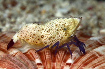 Креветка мраморная фиолетовоногая (Saron rectirostris)