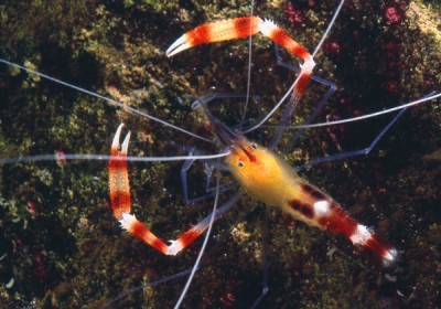 Креветка-боксер синеногая (желтая) (Stenopus cyanoscelis)