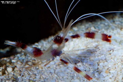 Креветка-боксер полосатая (Stenopus hispidus)