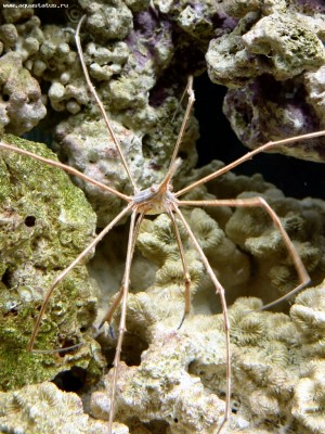 Краб стрелоголовый (стеноринкус) (Stenorhynchus seticornis)