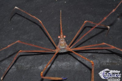 Краб стрелоголовый (стеноринкус) (Stenorhynchus seticornis)