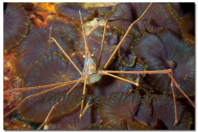 Краб стрелоголовый (стеноринкус) (Stenorhynchus seticornis)